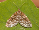 Píďalka lísková - Electrophaes corylata