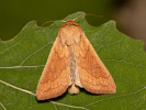  - Mythimna vitellina