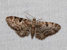 Píďalička šišková - Eupithecia abietaria
