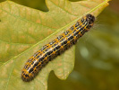 Vztyčnořitka lipová - Phalera bucephala