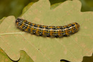 Vztyčnořitka lipová - Phalera bucephala