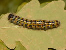 Vztyčnořitka lipová - Phalera bucephala