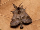 Vztyčnořitka osiková - Clostera pigra