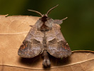 Vztyčnořitka osiková - Clostera pigra