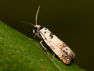 Obaleč - Eucosma campoliliana