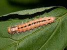 Běloskvrnka lísková - Colocasia coryli