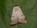 Hnědopáska vikvicová - Lygephila craccae