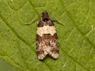 Obaleč - Isotrias hybridana