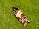 Obaleč - Isotrias hybridana