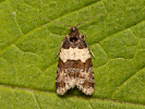 Obaleč - Isotrias hybridana