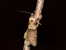 Obaleč předjarní - Tortricodes alternella
