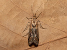 Zavíječ - Ancylosis cinnamomella