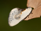 Srpokřídlec trnkový - Cilix glaucata