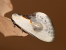 Srpokřídlec trnkový - Cilix glaucata