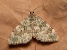 Píďalka žlutozelená - Euphyia frustata