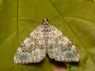 Píďalka žlutozelená - Euphyia frustata