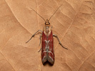 Zavíječ - Ancylosis cinnamomella