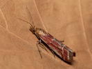 Zavíječ - Ancylosis cinnamomella