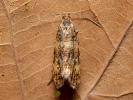 Obaleč - Phiaris micana