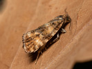 Obaleč - Phiaris micana