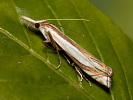 Travařík - Crambus pascuellus