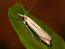 Travařík - Crambus pascuellus
