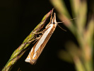 Travařík - Crambus pascuellus