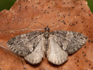 Píďalka olšová - Hydriomena impluviata