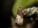 Obaleč trojtečný - Notocelia cynosbatella