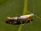 Molovka - Argyresthia spinosella