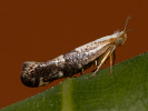 Molovka - Argyresthia spinosella