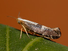 Molovka - Argyresthia spinosella