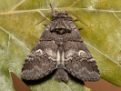 Hřbetozubec drnákový - Drymonia querna