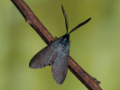 Heide-Grünwidderchen - Rhagades pruni