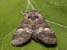 Hřbetozubec drnákový - Drymonia querna