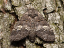 Hřbetozubec drnákový - Drymonia querna