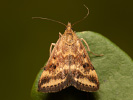 Zavíječ stepní - Pyrausta despicata