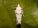 Obaleč - Eucosma pupillana