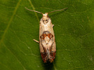Obaleč - Cochylis hybridella