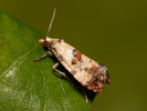 Obaleč - Cochylis hybridella