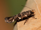 Zdobníček - Eteobalea serratella