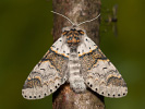 Hranostajník jívový - Furcula furcula