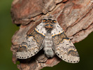 Hranostajník jívový - Furcula furcula