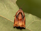 Obaleč zahradní - Archips podana