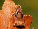 Obaleč zahradní - Archips podana