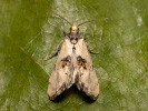 Obaleč - Brevicornutia pallidana