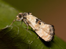 Obaleč - Brevicornutia pallidana