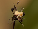 Moorheiden-Frühlingseule - Orthosia opima