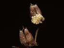  - Perigrapha i-cinctum
