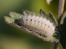  - Zygaena minos